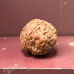 Enerjize Edilmiş Rudraksha Tohumu 7 Mukhi (Nadir Seri)