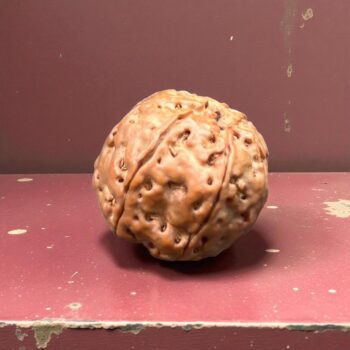 Enerjize Edilmiş Rudraksha Tohumu 7 Mukhi (Nadir Seri)